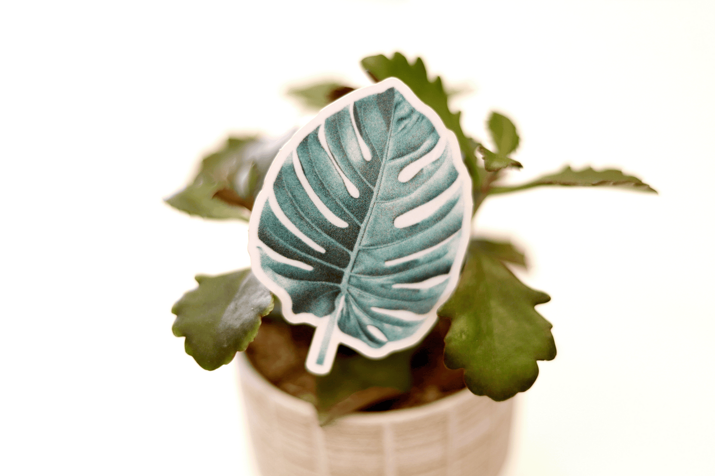 Monstera | Sticker