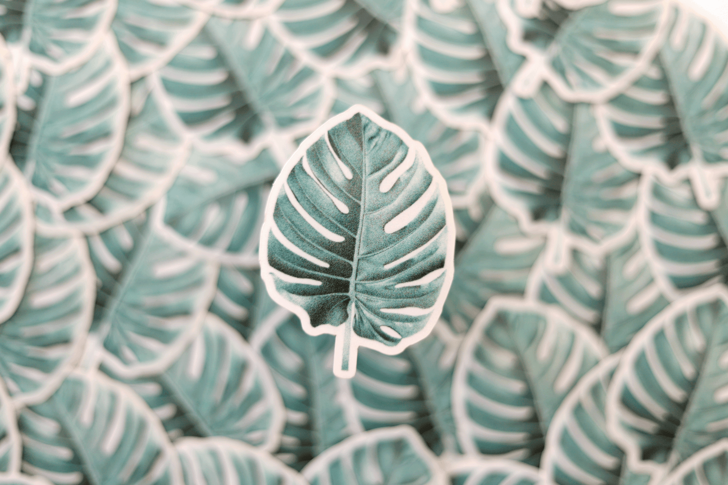 Monstera | Sticker