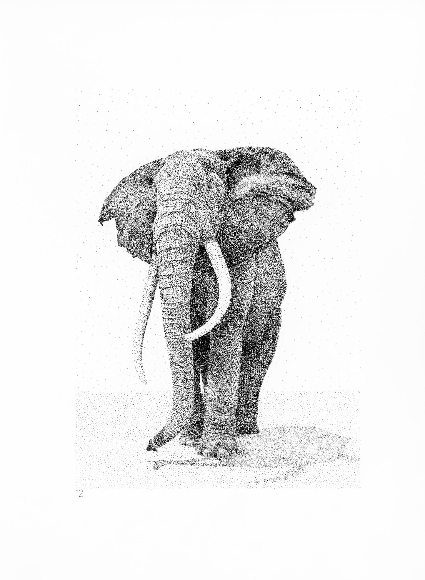 Elephant