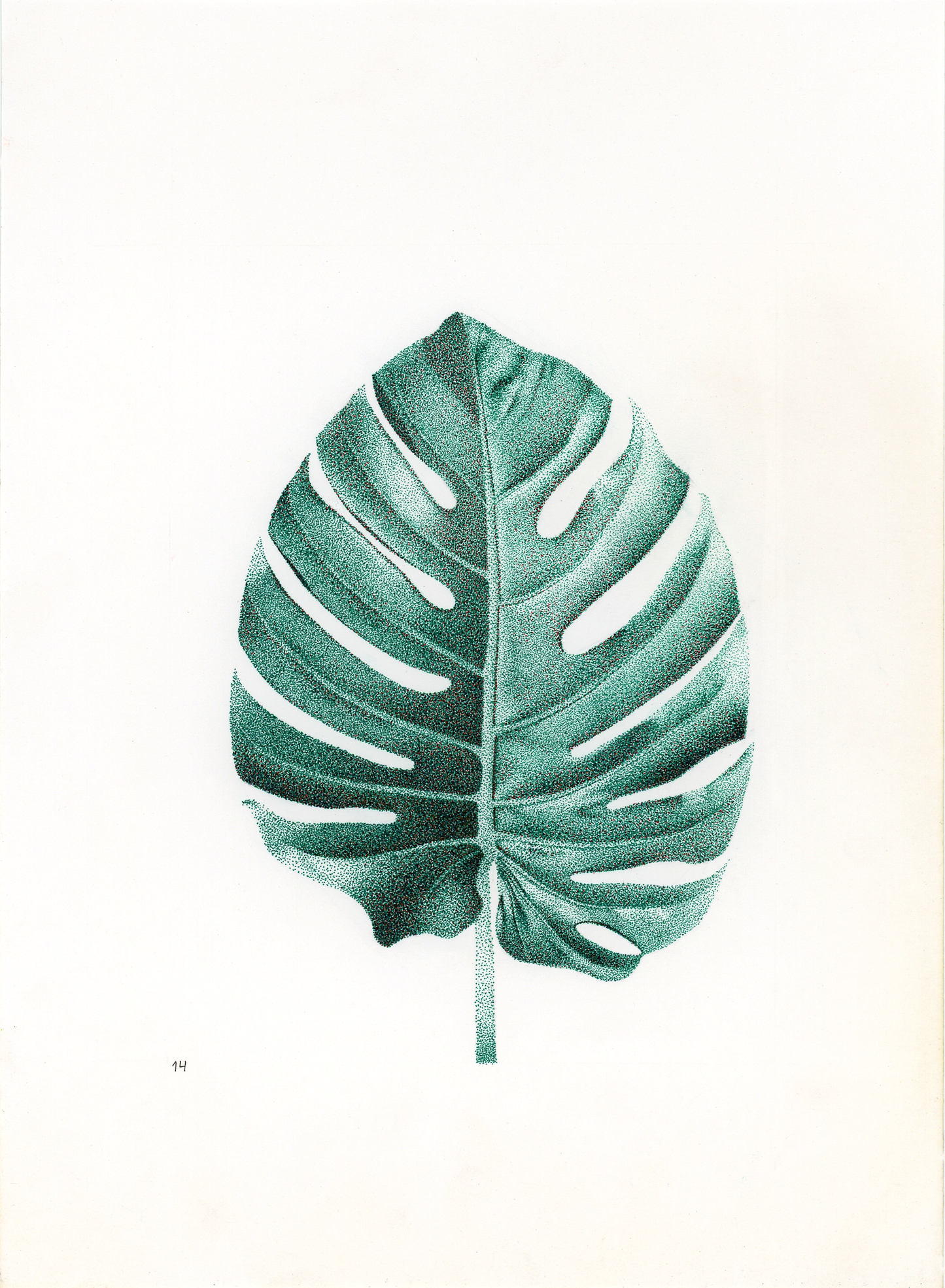 Monstera Leaf